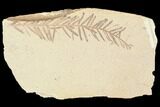 Metasequoia (Dawn Redwood) Fossil - Montana #85806-1